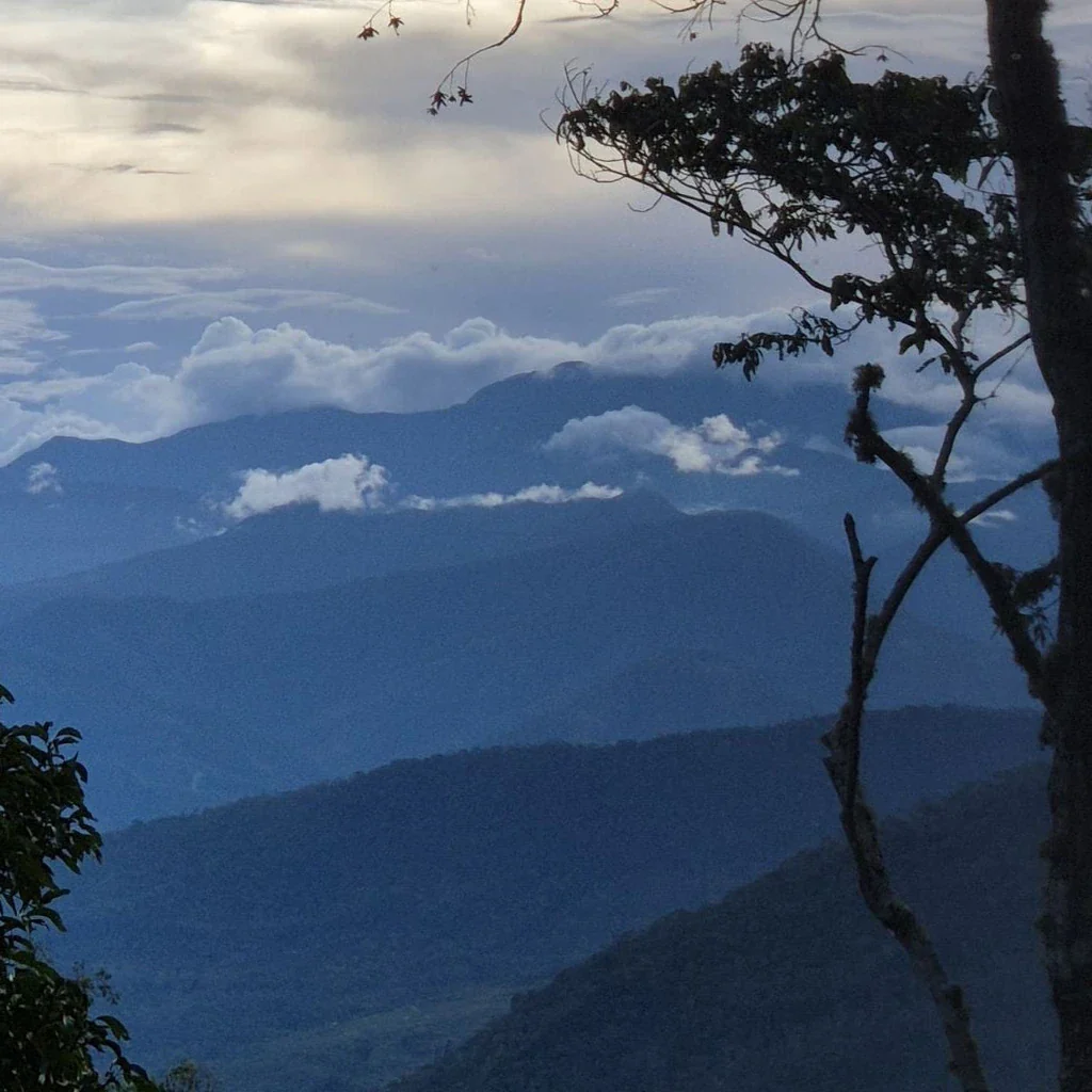 César - Filterkaffee aus Peru - Image 3